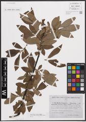 Foto von Salix caprea L. x Salix cinerea L. x Salix viminalis L.